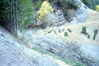 South Fork Restoration After