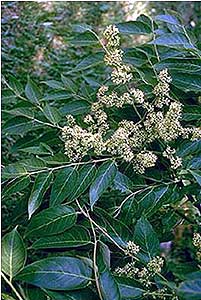 Ailanthus Flower