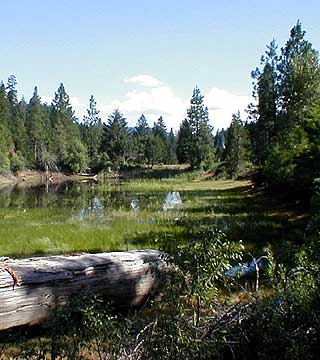 Old Mill Pond