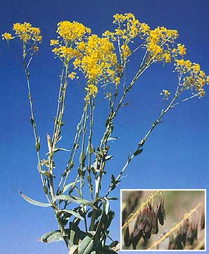 Mature Woad Plant