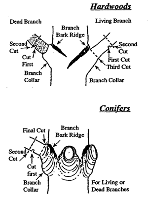 Pruning Illustration