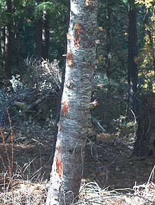 Scarred Tree Trunk