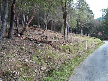 Cleared Roadside