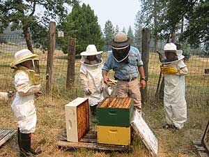 Keeping the Bees