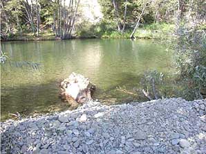 Tree in the River