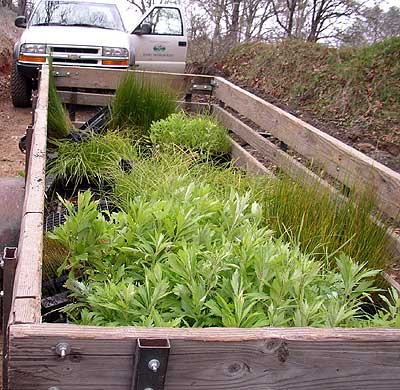 Trailer Full of Plants