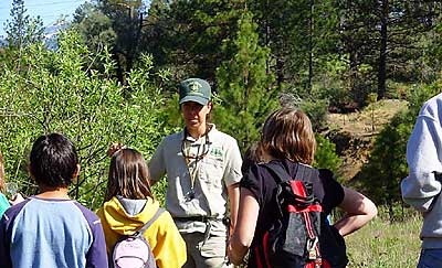 Identifying Willows