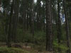 View of forest from the
Democrat Gulch Road 
area.