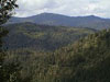 Looking east towards
Browns Mountain and
Little Browns Creek from
the community forest.