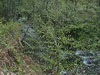 West Weaver Creek flows
through the community 
forest.